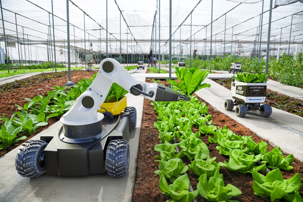 Agricultural harvesting robot on wheels picks lettuce in indoor farm. Robot rides on cement walkway between rows of crops. Robotic arm reaches out to pick lettuce.