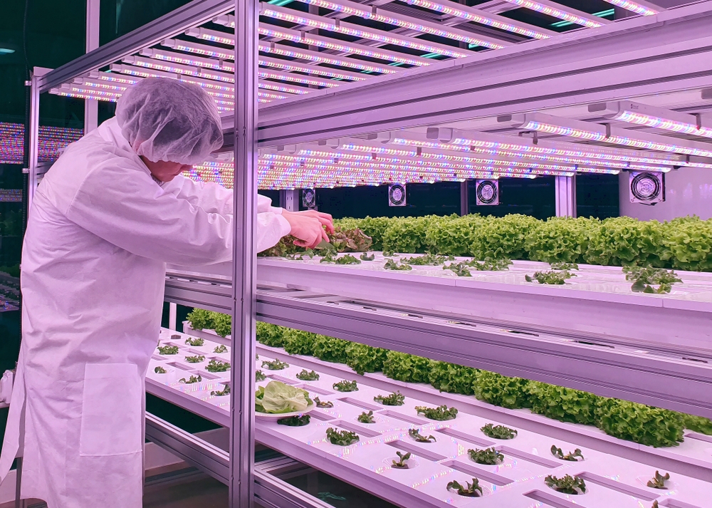 Indoor hydroponically grown plants are arranged on trays. Robotic farm. Man in white lab coat reaches into a tray and is handling one of the plants.