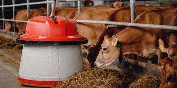 A mobile robot pushing sillage (feed pusher) on a dairy farm.