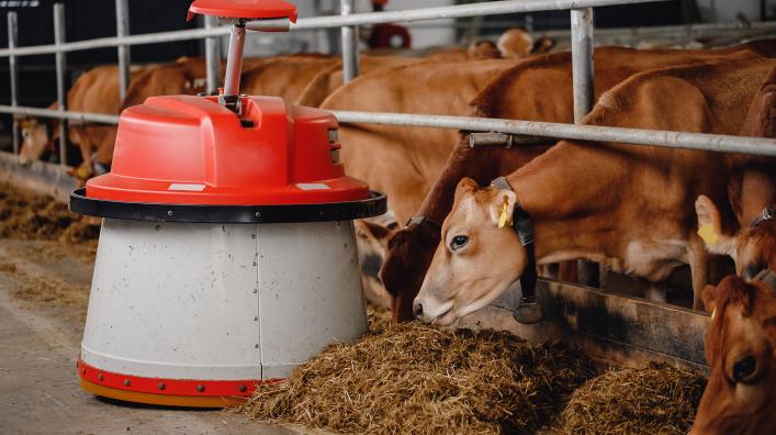A mobile robot pushing sillage (feed pusher) on a dairy farm.